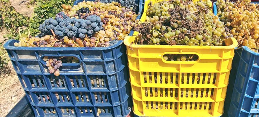 grapes_banner_F1986043920.jpg grapes_banner_F1986043920.jpg