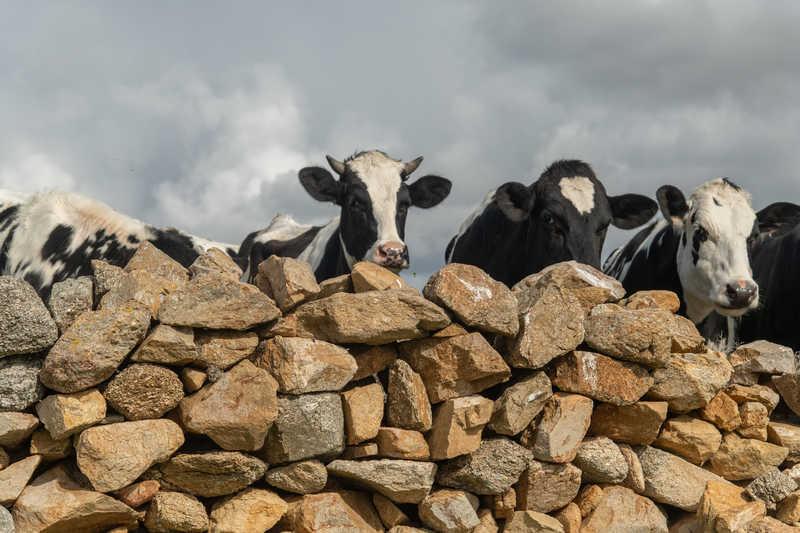 Έβελυν Φωσκόλου / Επιμελητήριο Κυκλάδων image