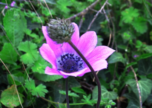 ANEMONE