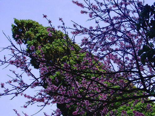 BLOOMY TREE