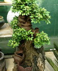 decors22_F15968.JPG