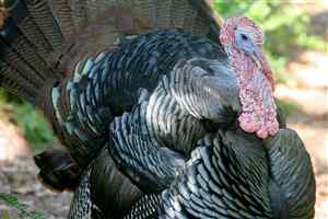 domestic-turkey-4_F9697.jpg