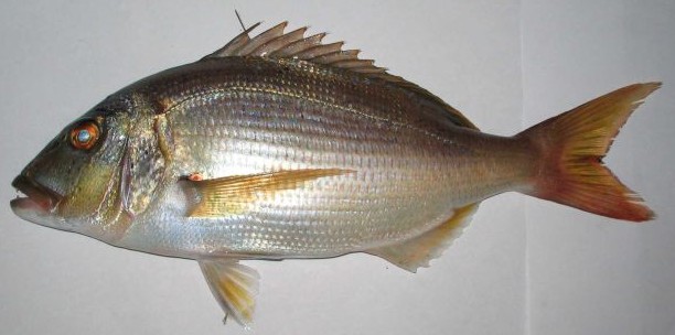fish33_F-1279305072.jpg