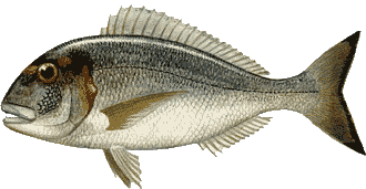fishdb-tsipoura_F-340337531.gif