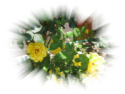 image_F385.jpg