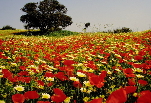 IRAKLIA FLOWERS