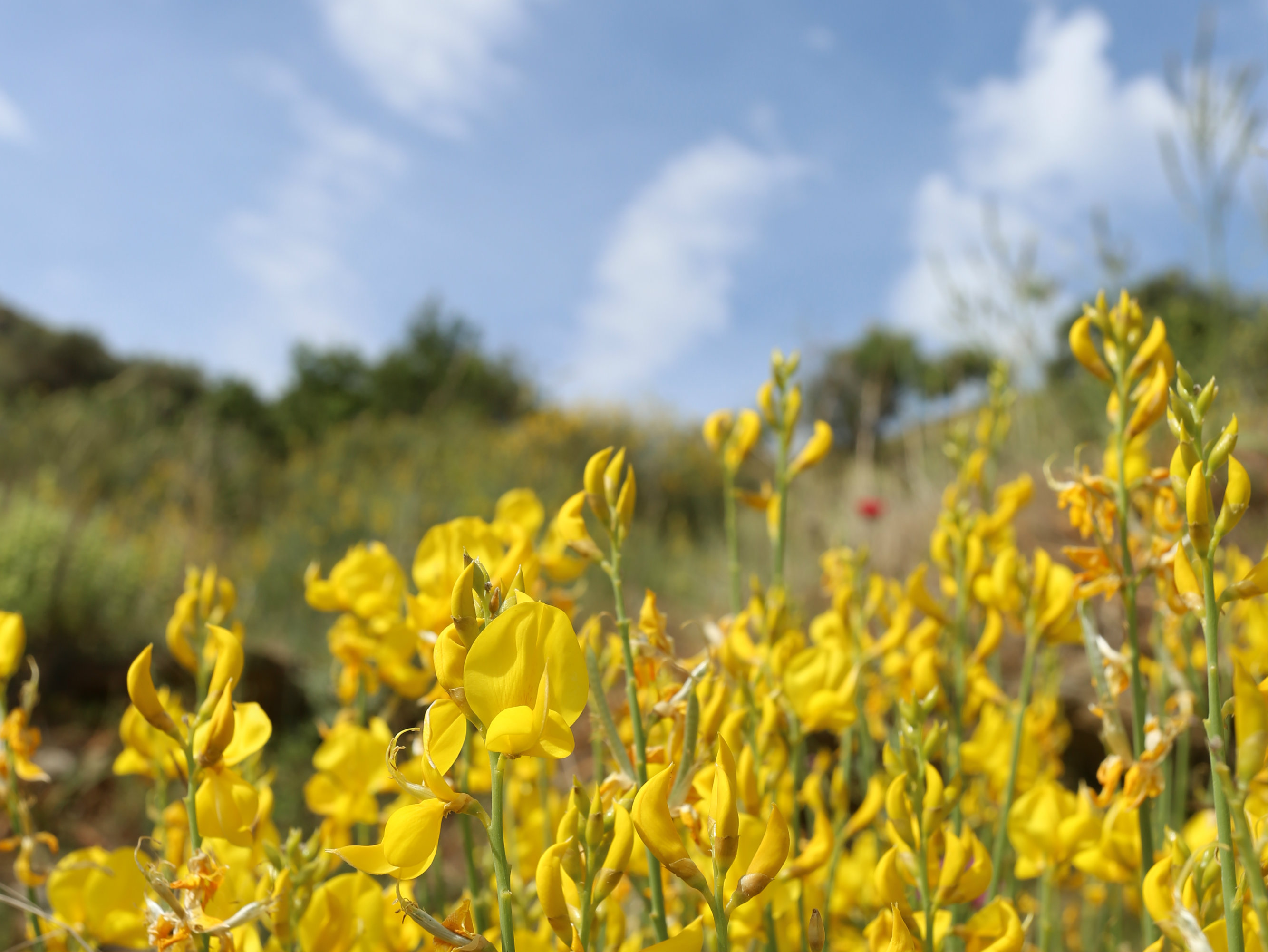 kea_flowers_F-313627189.jpg