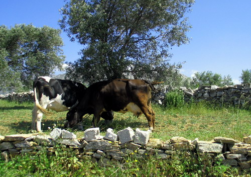 ΦΑΡΜΑ