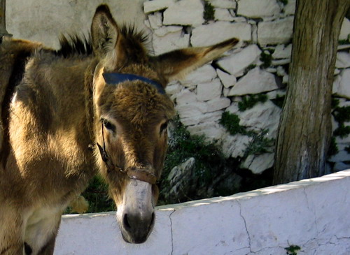 DONKEY