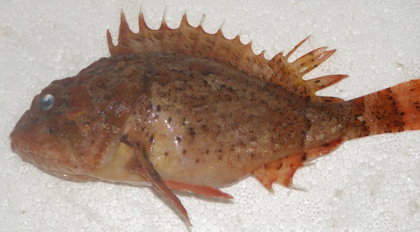 scorpio_F-448113016.jpg