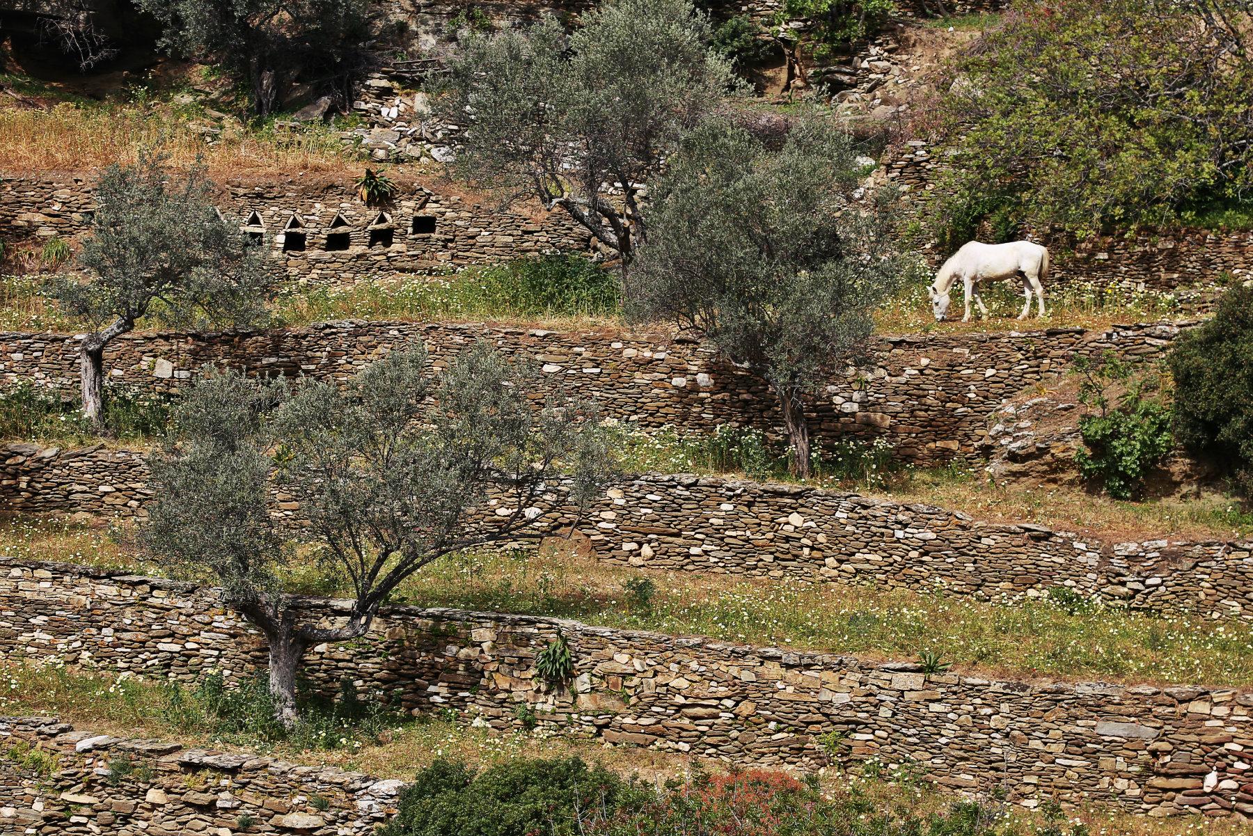 ΜΕΛΙΣΣΟΚΟΜΙΑ